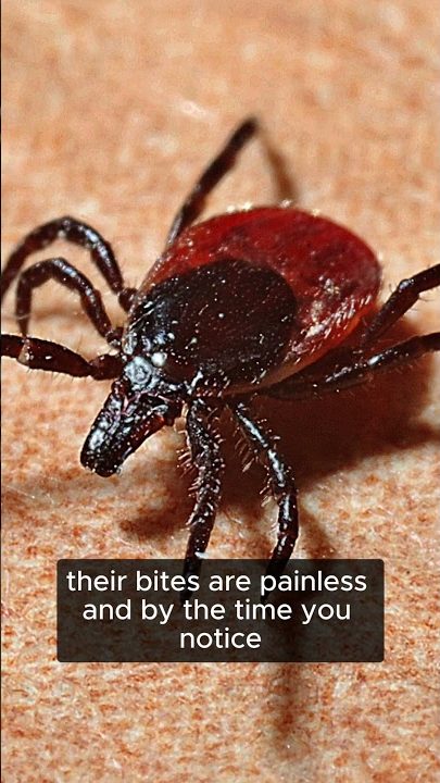 Debunking Common Myths About Ticks